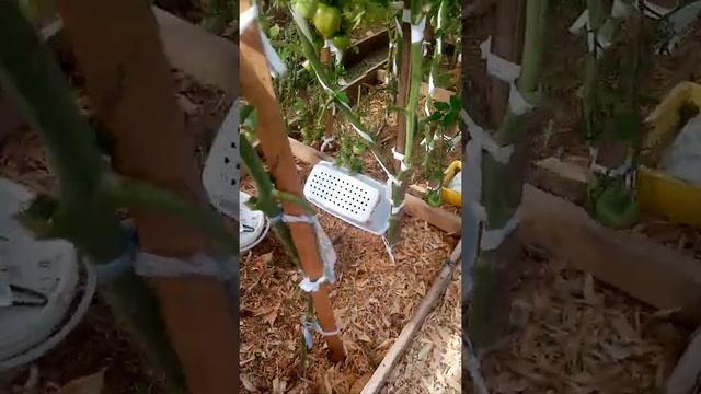 Про индетерминантные сорта помидор смотреть онлайн