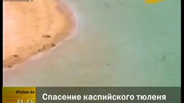 Тюлени-Каспий.flv смотреть онлайн