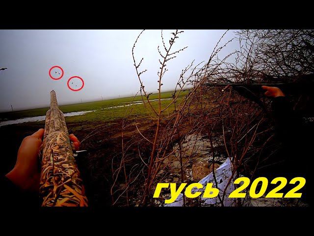 6 ГУСЕЙ С ОДНОГО НАЛЁТА!!! ОХОТА НА ГУСЯ 2022 !!! ДОБЫТ ОКОЛЬЦОВАННЫЙ ГУСЬ / MAX HUNTER смотреть онлайн