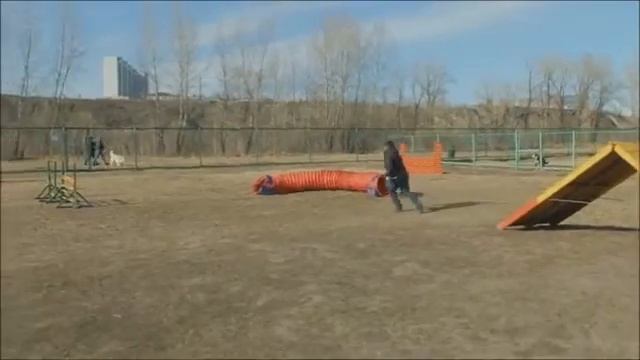 Снаряды выгульной площадки для собак смотреть онлайн