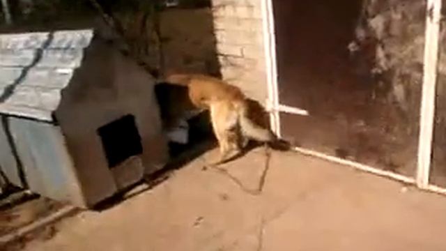 собака с пенопластом