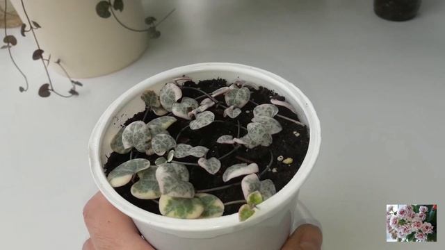 КОМНАТНЫЕ ЦВЕТЫ.ДВЕ НОВИНОЧКИ. смотреть онлайн