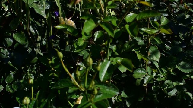 Капельный полив в розарии смотреть онлайн