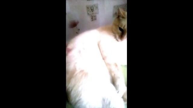 меня царапает кот смотреть онлайн