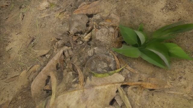 Everything You Need To Know About Centipedes In Green Hell! смотреть онлайн