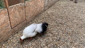 Фазаны. Белый ушастый фазан