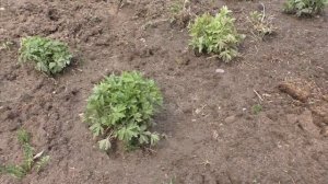 Танцующий цветок - ветренница.  Выращивание анемоны:весенние и осенние виды, посадка и уход.