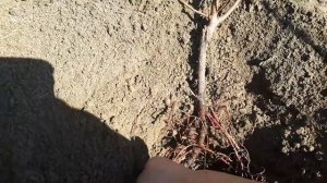 Посадка сливы, важные детали