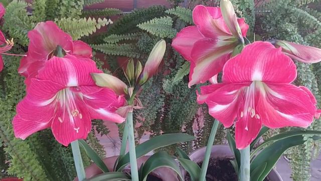 COLORES ESPECTACULARES DE HIPPEASTRUM (Amaryllis) PERFUMADAS Y FLORES GRANDES. смотреть онлайн