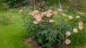 Роза Ауф Ди Фройндшафт (Шраб) - Auf Die Freundschaft ( W_ Kordes & Sons Германия, 2007)