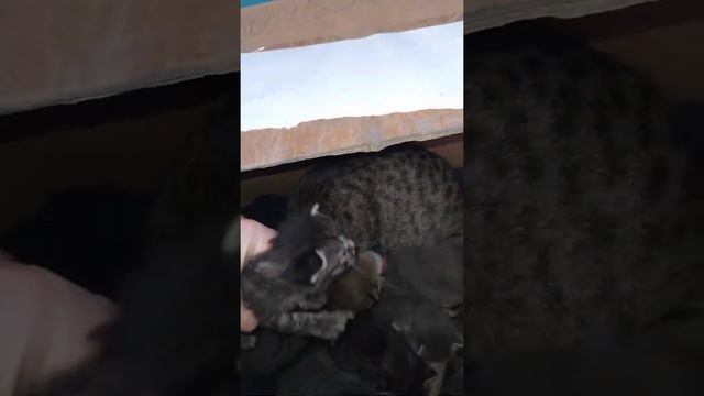 Кошка мама моет своих котят 13 марта 2021г. смотреть онлайн