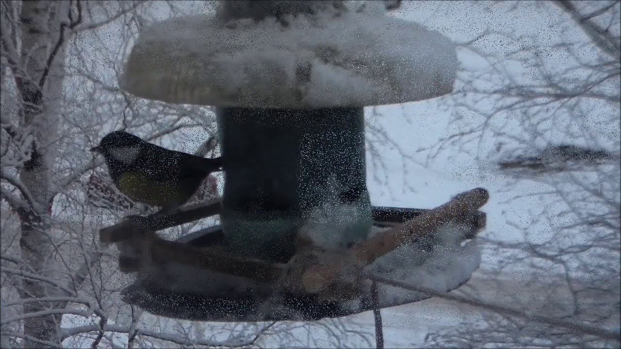 Синички смотреть онлайн