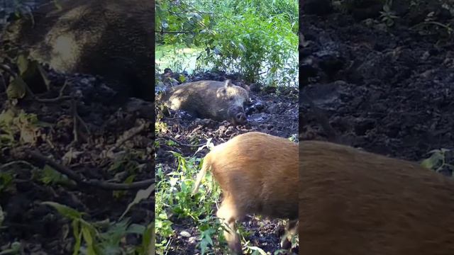 🐗 грязевые процедуры / фотоловушка sjcam m50 смотреть онлайн