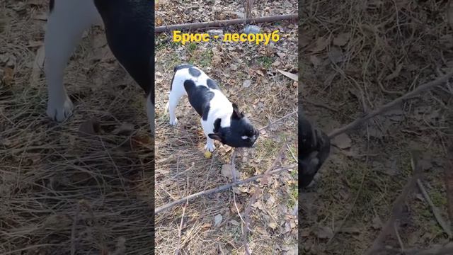 Бульдог помогает рубить деревья. Как может. смотреть онлайн