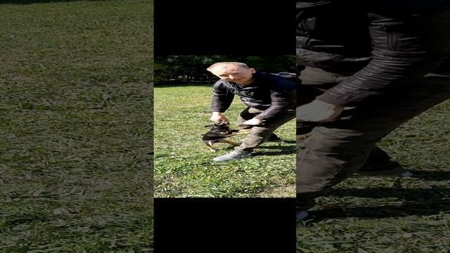 Мёртвая хватка русского тоя ??? #toyterrier_club #русскийтой #тойтерьер #маленькиесобачки смотреть онлайн