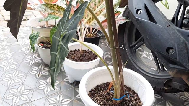 JEMUR TANAMAN HIAS | REPOTTING MONSTERA DELICIOSA / JANDA BOLONG смотреть онлайн