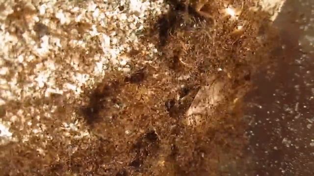 Carebara diversa - кормление (2) смотреть онлайн