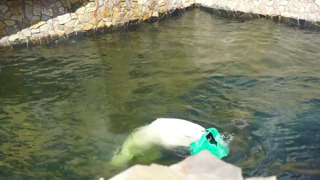 Белая медведица Хаарчаана играет с канистрой. Ленинградский зоопарк 29.07.2023 Прогулки по зоопарку смотреть онлайн