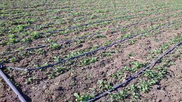 Товары не Берут На Рынке Большие Копани смотреть онлайн