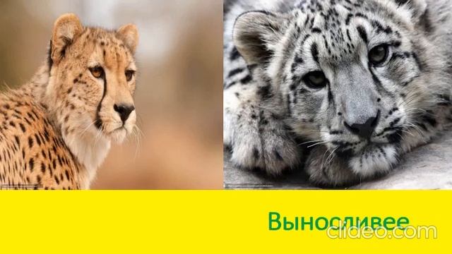 ГЕПАРД ПРОТИВ СНЕЖНОГО БАРСА CHEETAH VS IRBIS смотреть онлайн