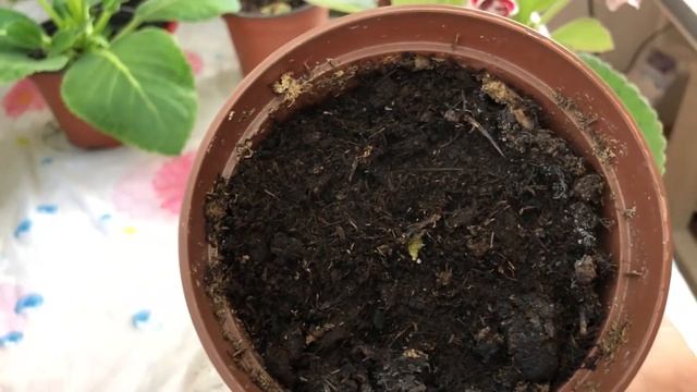 Что делать, когда Глоксиния отцвела? смотреть онлайн