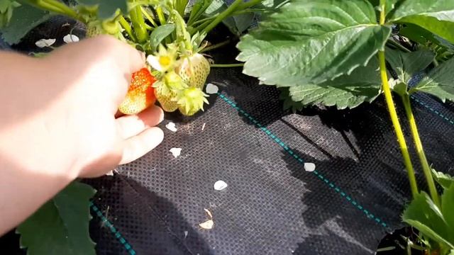 Алтай, погода в июне. Пока мои на стройке я спасаю клубнику от града. Разгребаем последствия. смотреть онлайн