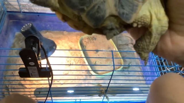 Определение возраста и пола черепахи смотреть онлайн