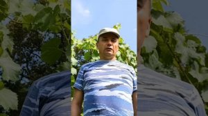 Виноград Парижанка. Пять+