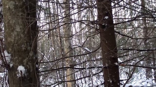 Свист самки рябчика. смотреть онлайн