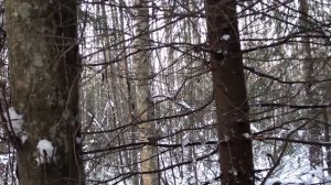 Свист самки рябчика.