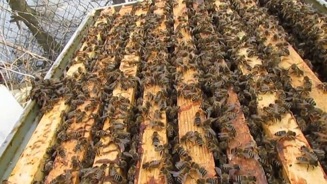 4 апреля 2023 год - осмотр семьи зимовавшей с открытым сетчатым дном, наличие корма и плесени смотреть онлайн