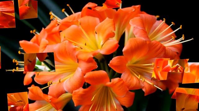 Beautiful clivia flowers (HD1080p) смотреть онлайн