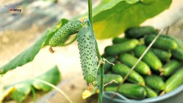 Окропите с веника в августе этим огурцы! Огурцы будут нарастать даже в холодные ночи ящиками! смотреть онлайн