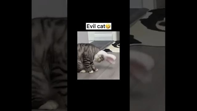 Кот с ушами зайца просто топ ? #shorts смотреть онлайн