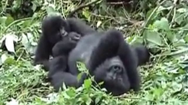 Mountain Gorillas in Virunga NP in Congo смотреть онлайн