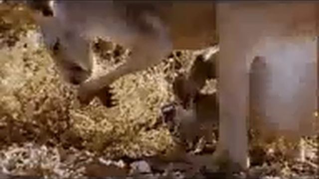 Sharan vs Animals смотреть онлайн