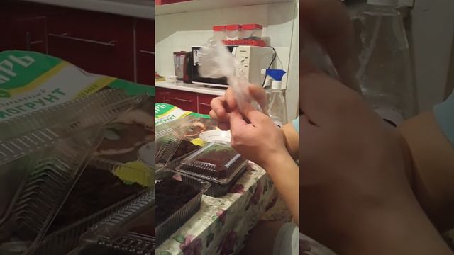 Посадка на рассаду Сельдерей смотреть онлайн