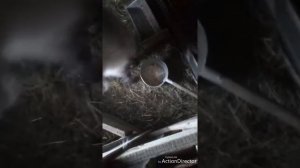 Чем я кормлю козлят в 2 месяца?