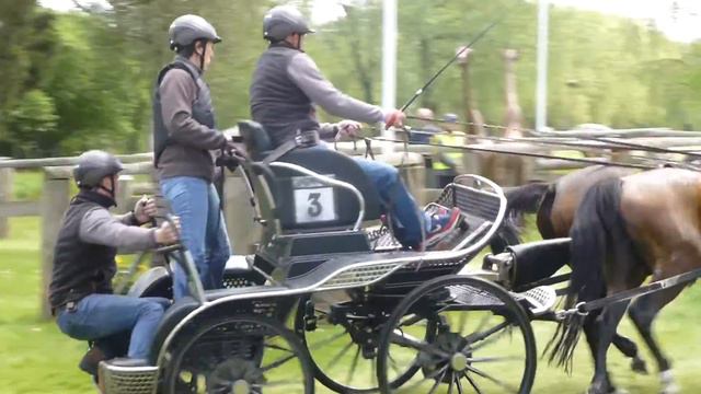 VERDRONCKEN Bart, BEL, RWHS 2016 CAIP3, Windsor GB, Pony Four in Hand, Marathon O 7,14 05 2016 смотреть онлайн