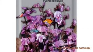 Бобы гиацинтовая Рубиновая луна (rubinovaya luna) ? обзор: как сажать, семена бобов Рубиновая луна