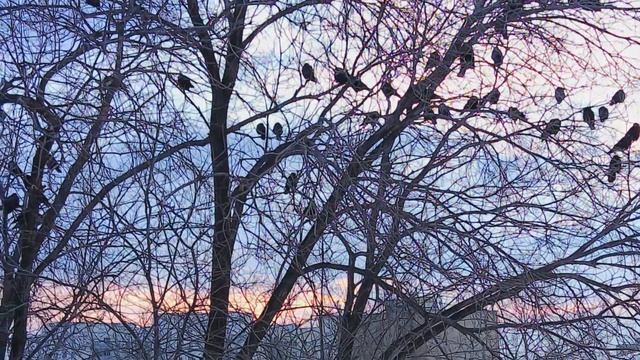 ВОРОНЫ НА ДЕРЕВЕ смотреть онлайн