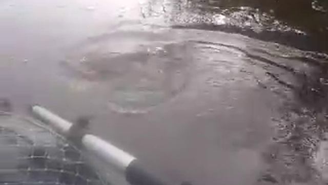 Рыбалка на Финском заливе. Ловля щуки на спиннинг смотреть онлайн