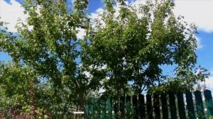 Стоит к советам профессионалов прислушиваться! Клен Гиннала в моем саду.