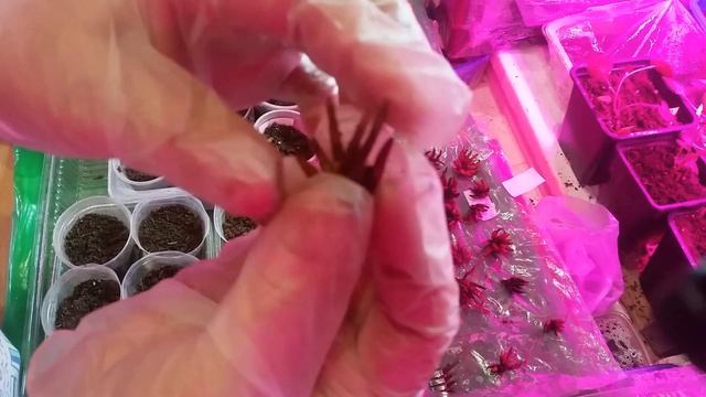 Ранункулюс. Неожиданная находка. смотреть онлайн