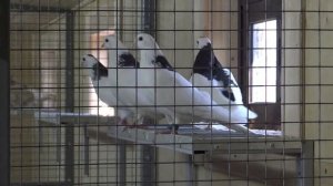 КВГ "ФЕНИКС-МОСКВА». Голуби Цыганкова Г.Б. 27.04. 2023. Лучший результат: 11 часов 25 минут.