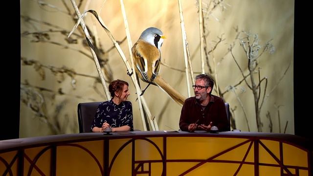 QI | Can You Describe A Bearded Bird? смотреть онлайн