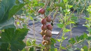 Сладкий крыжовник Конфетный