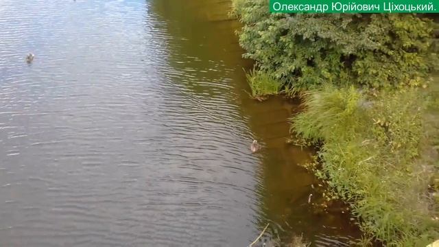 Дикі качки + деякі фото + Лебідь= Приємного перегляду. смотреть онлайн
