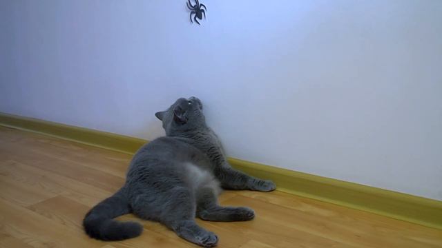 Британский кот и паук СЫГРАЕМ ? / British cat Harry and spider смотреть онлайн