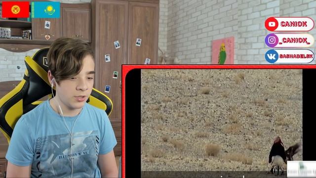 Охота с беркутом | Охота с беркутом в Кыргызстане, Казахстане Реакция смотреть онлайн